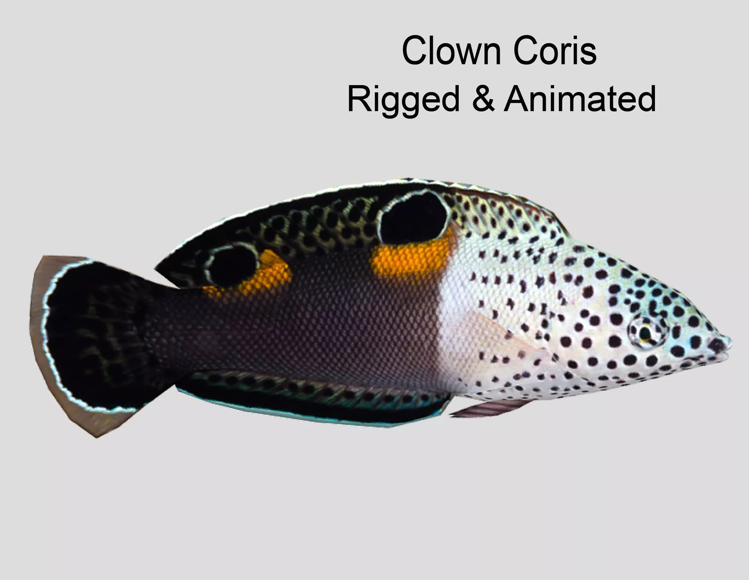 Clown Coris Low-poly 3D model_0