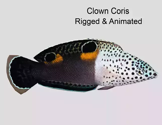 Clown Coris Low-poly 3D model
