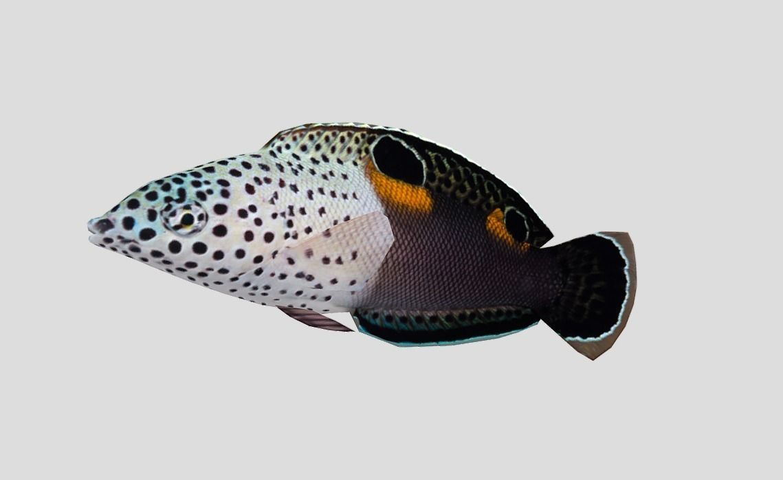 Clown Coris Low-poly 3D model_9