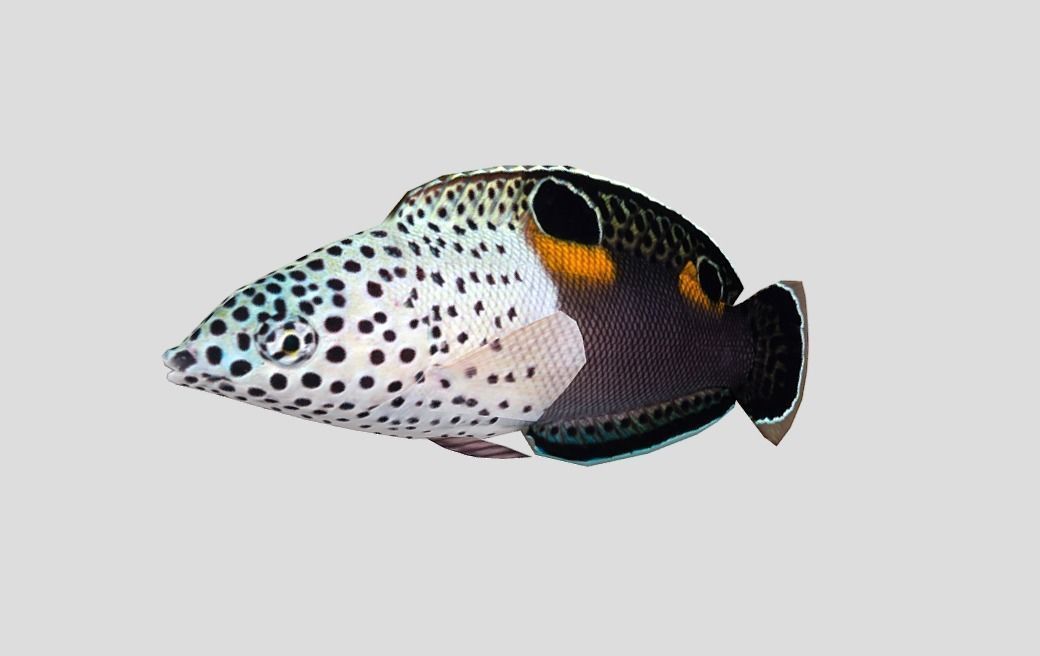 Clown Coris Low-poly 3D model_10