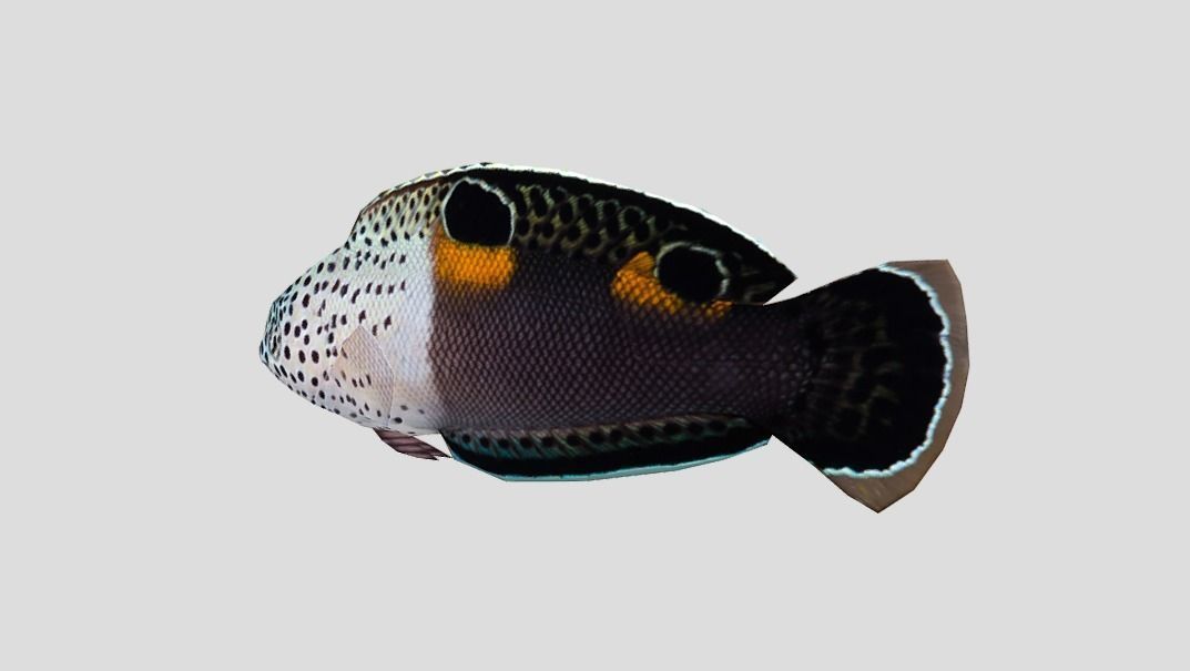 Clown Coris Low-poly 3D model_7