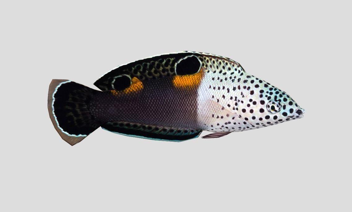 Clown Coris Low-poly 3D model_6