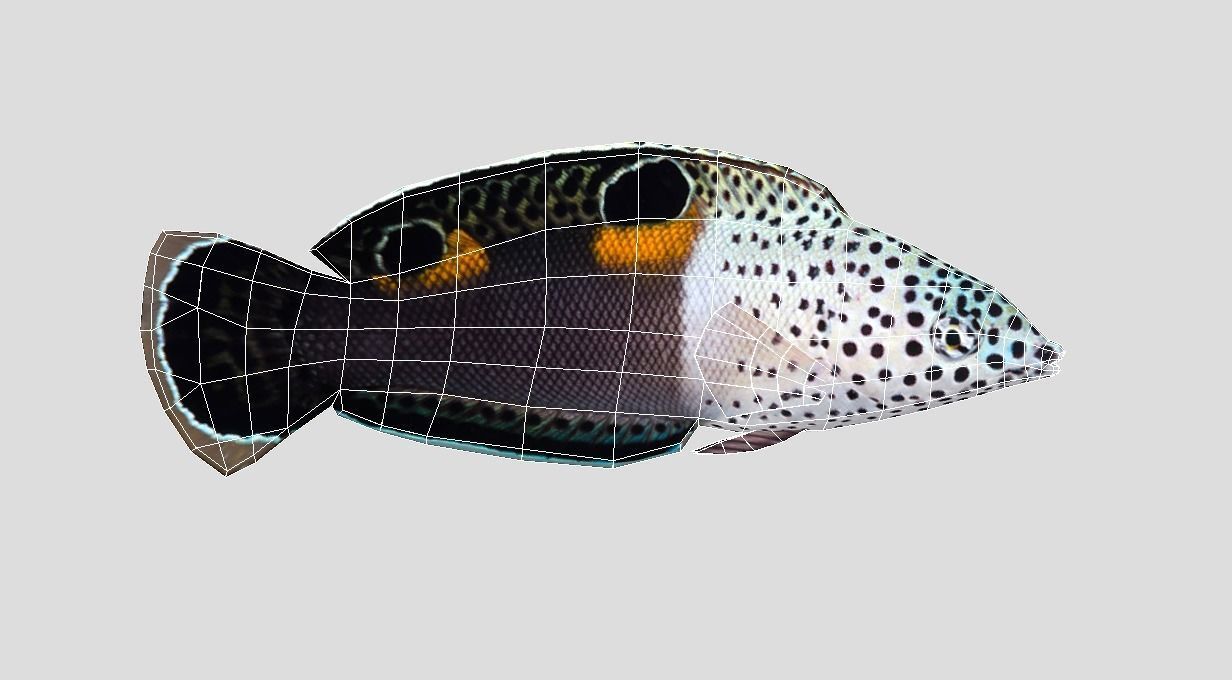 Clown Coris Low-poly 3D model_2