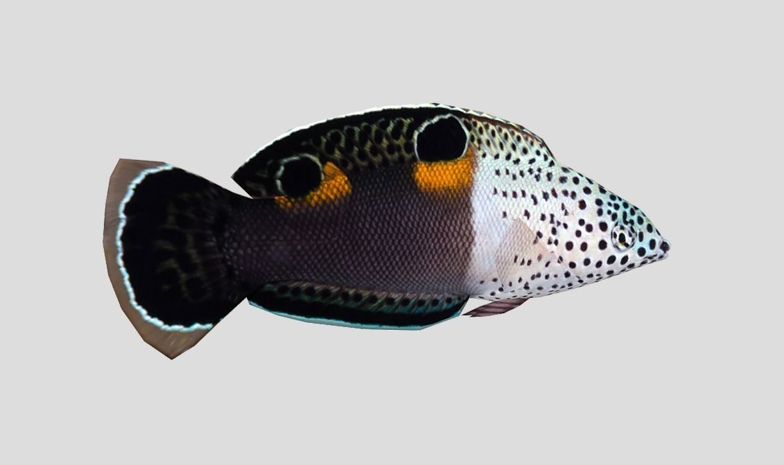 Clown Coris Low-poly 3D model_8