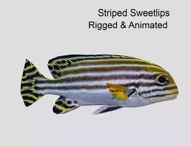 Striped sweetlips Low-poly 3D model