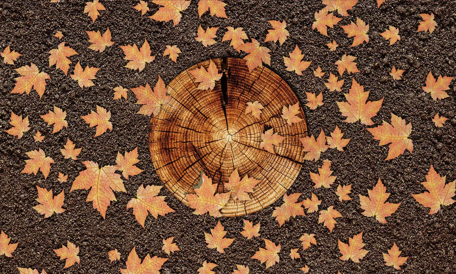 Display Podium Autumn Leaf top view 3D model