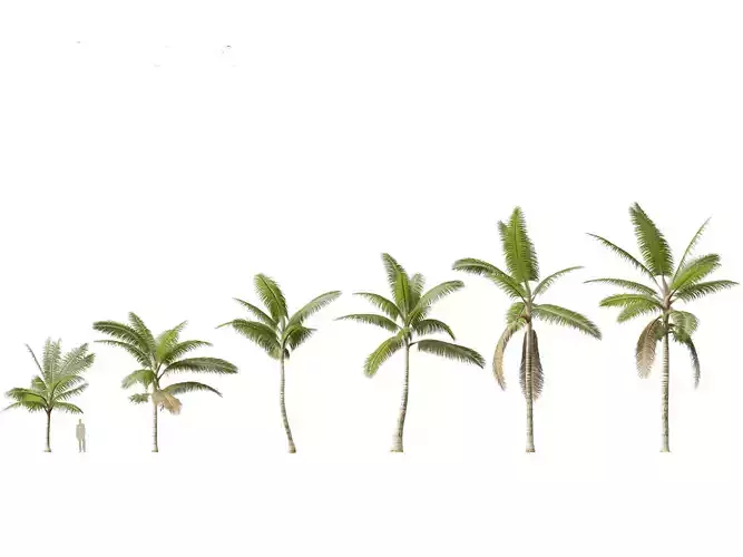 Acanthophoenix crinita - White Barbel Palm 01 3D model