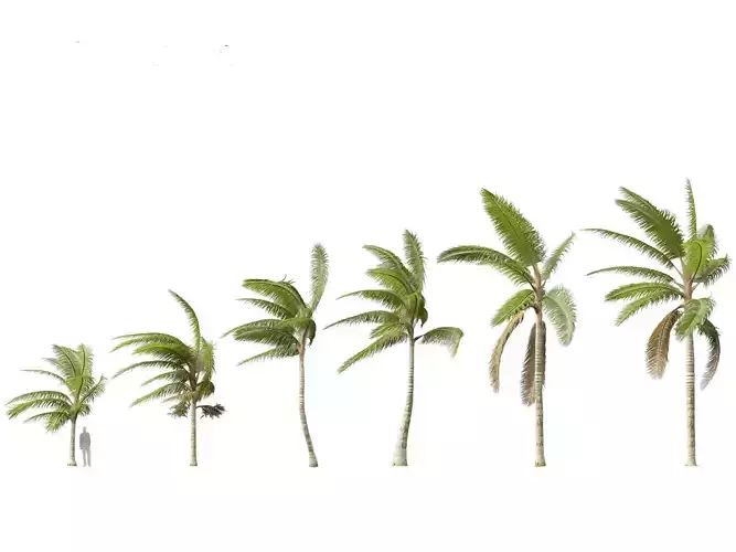 Acanthophoenix crinita - White Barbel Palm 02 3D model