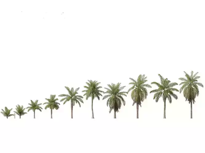 Acrocomia aculeata - Macaw palm 3D model
