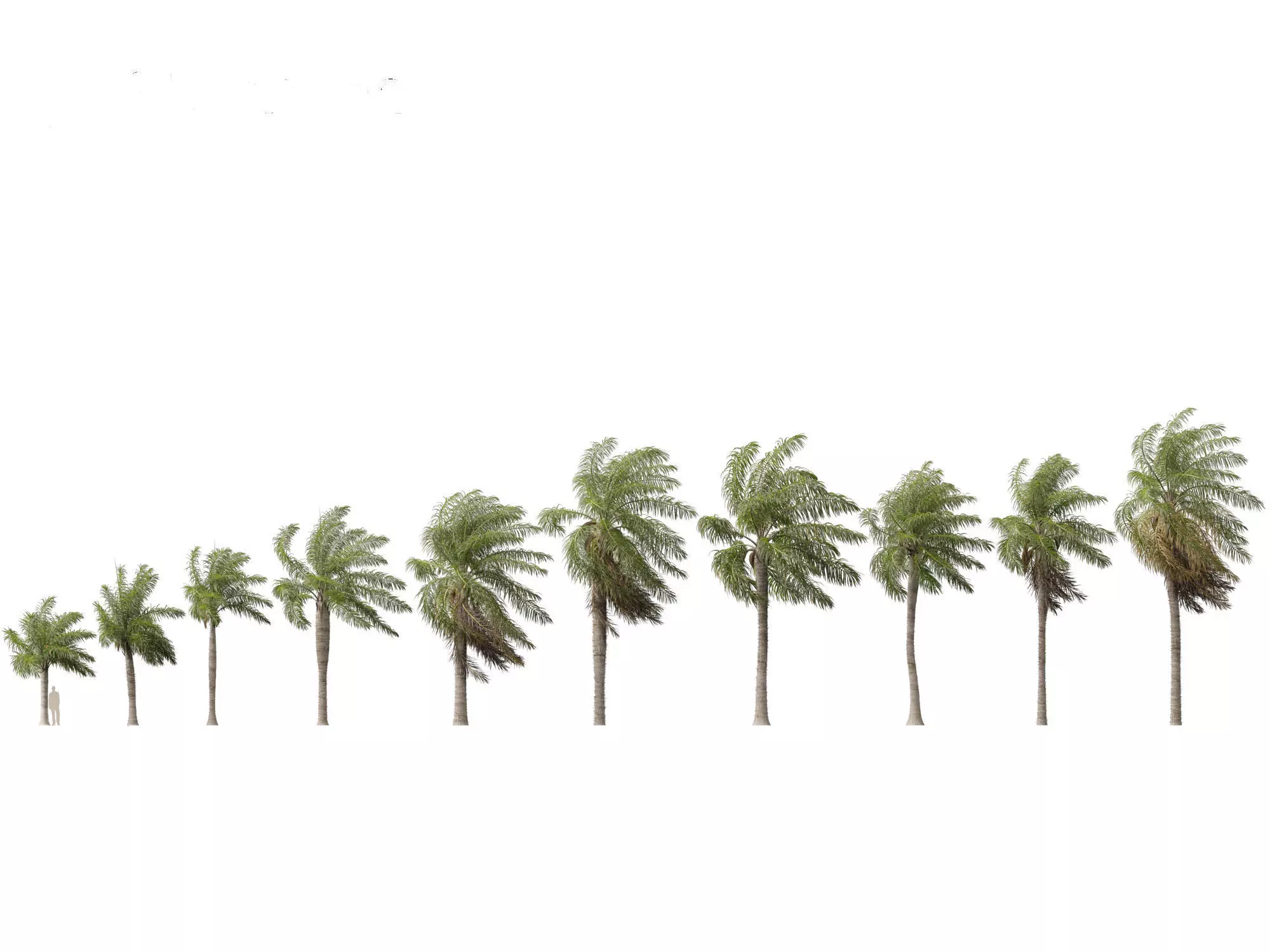 Acrocomia aculeata - Macaw palm 02 3D model