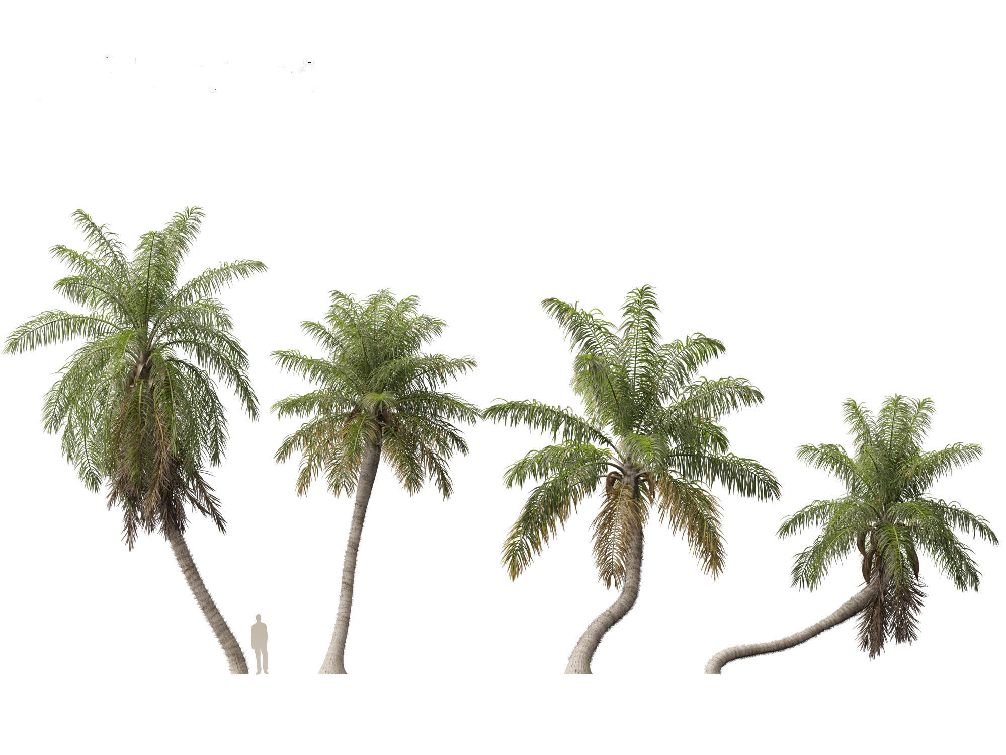 Acrocomia aculeata - Macaw palm 03 3D model_4