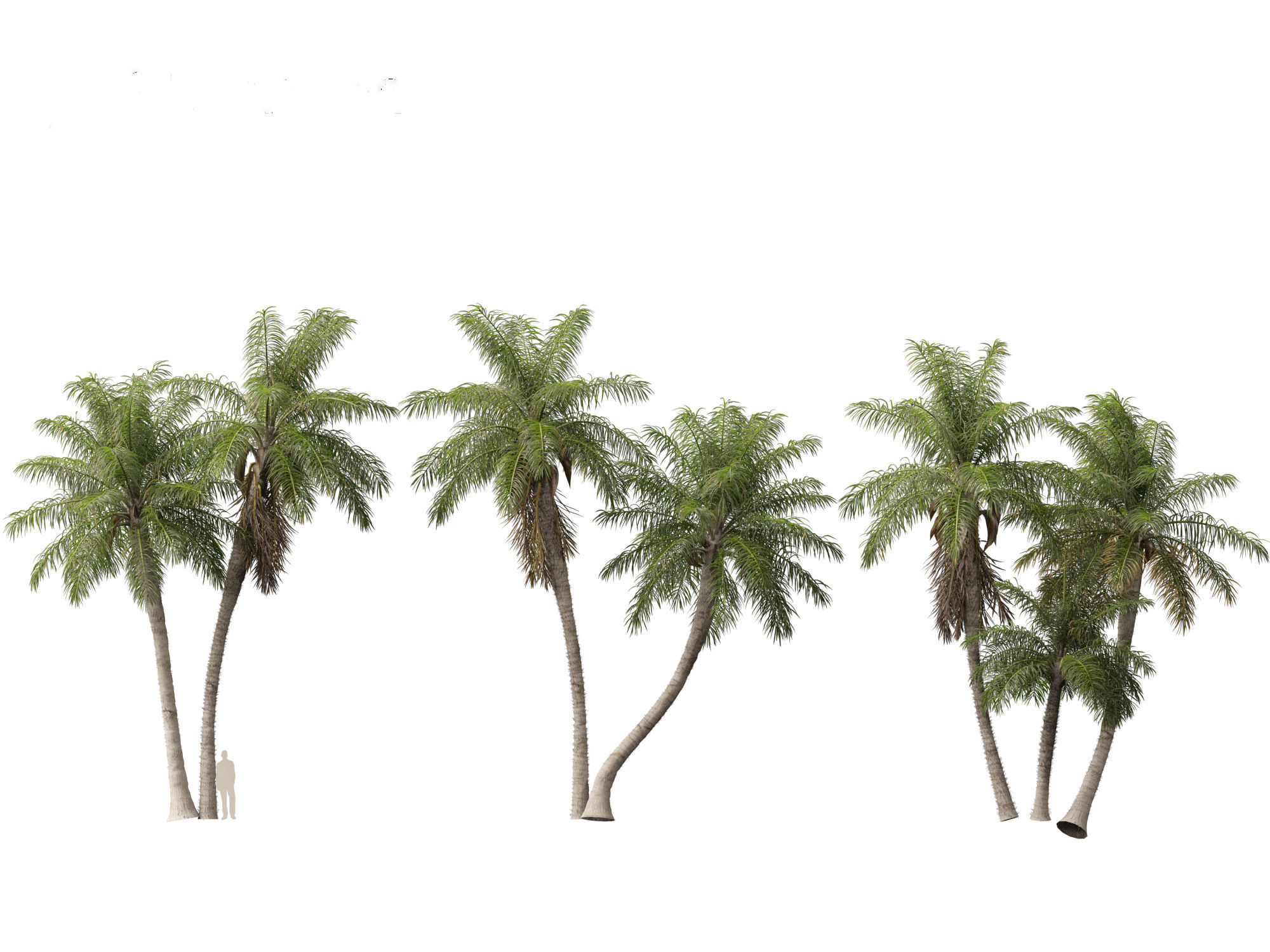 Acrocomia aculeata - Macaw palm 03 3D model_2