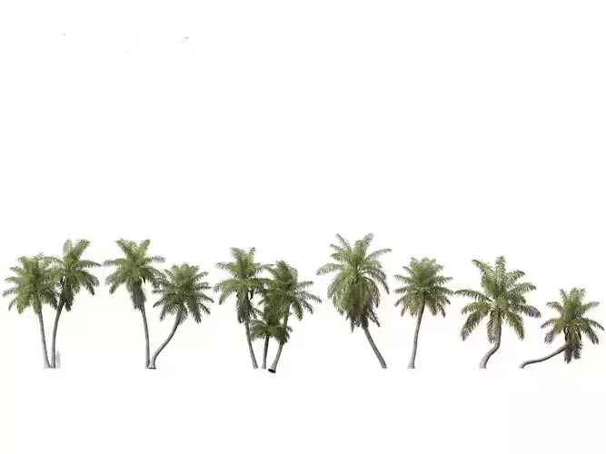 Acrocomia aculeata - Macaw palm 03 3D model