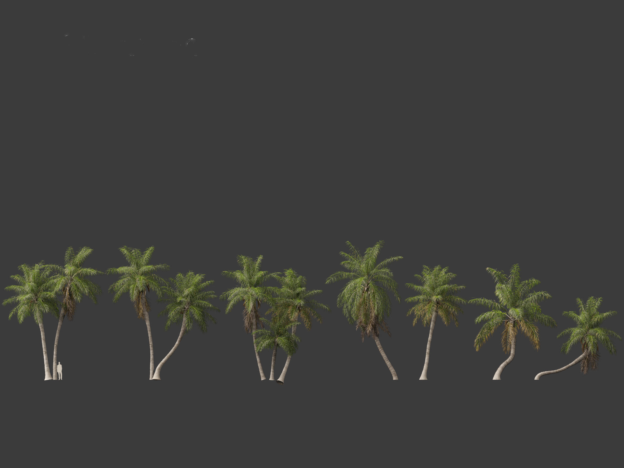 Acrocomia aculeata - Macaw palm 03 3D model_1