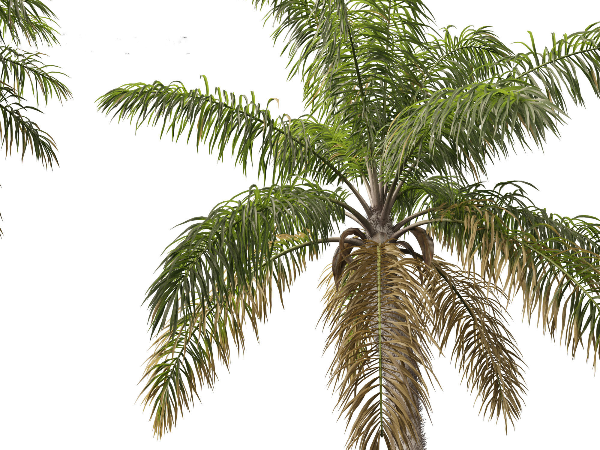 Acrocomia aculeata - Macaw palm 03 3D model_7