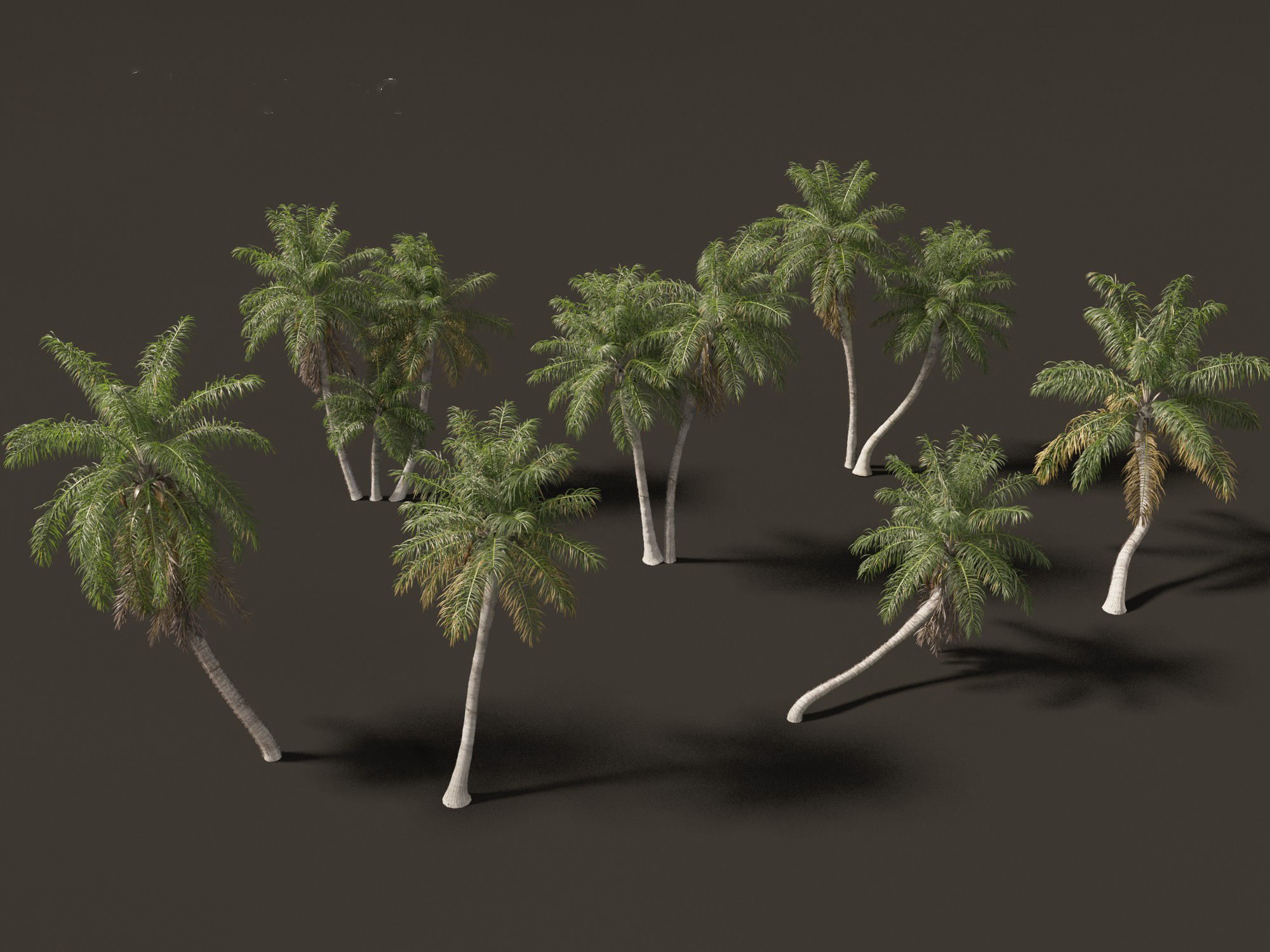 Acrocomia aculeata - Macaw palm 03 3D model_6