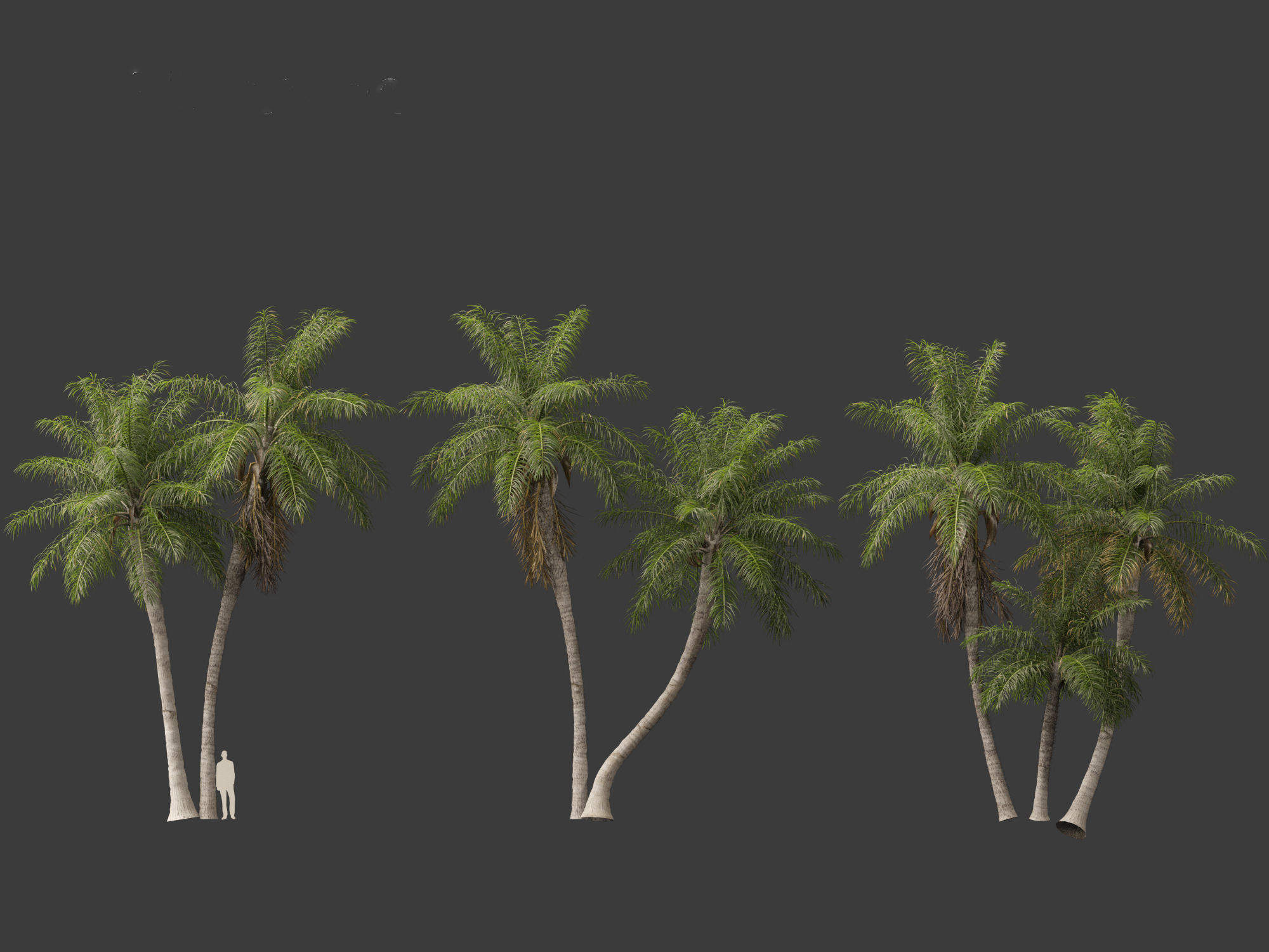 Acrocomia aculeata - Macaw palm 03 3D model_3