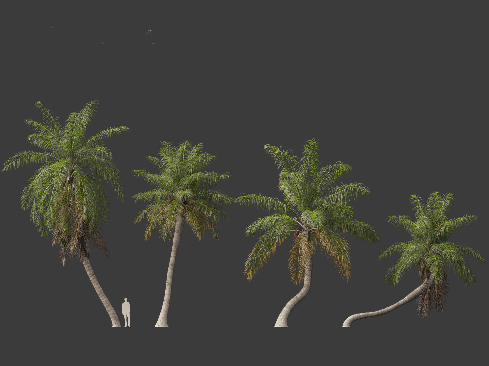 Acrocomia aculeata - Macaw palm 03 3D model_5