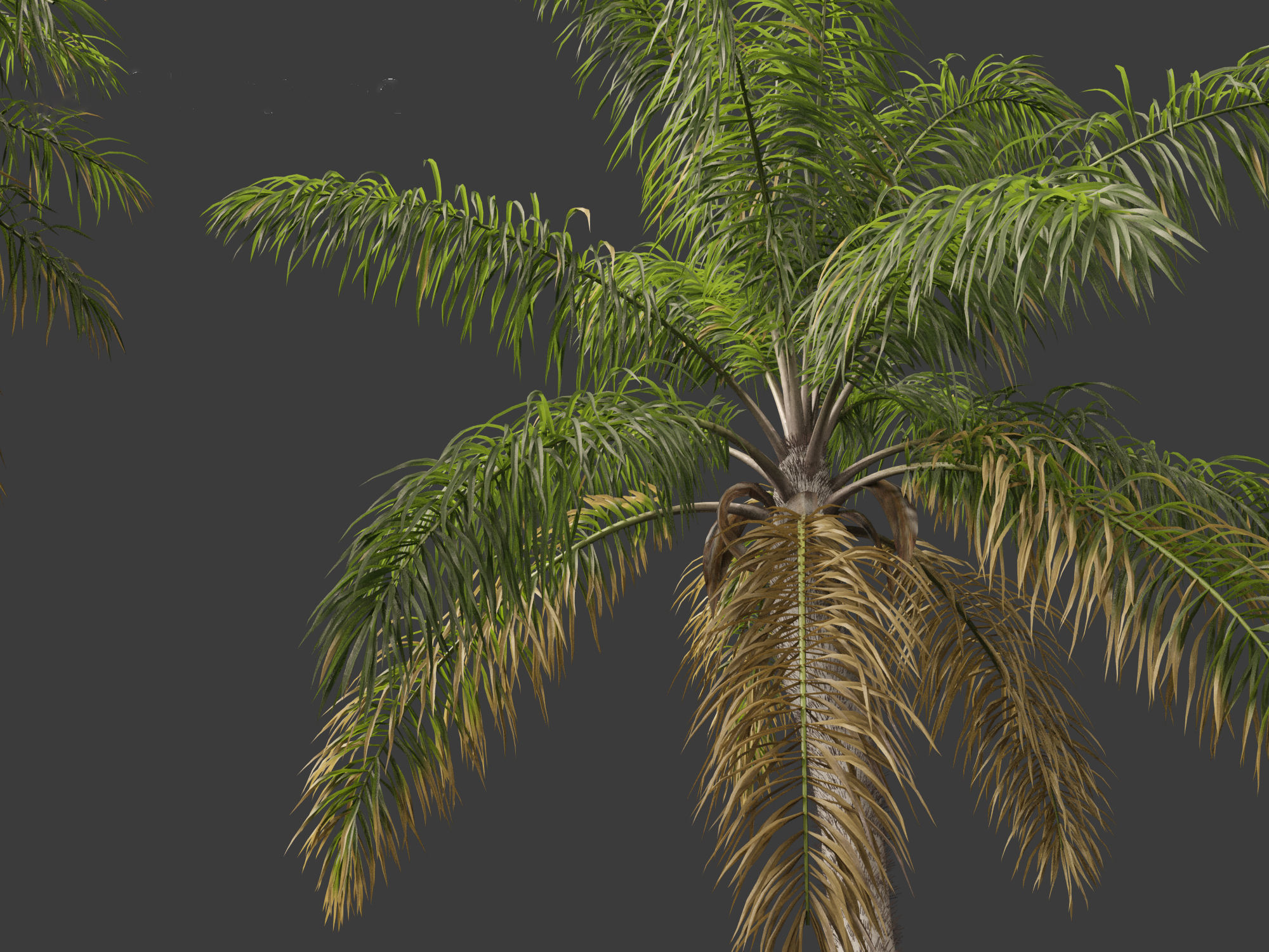 Acrocomia aculeata - Macaw palm 03 3D model_8
