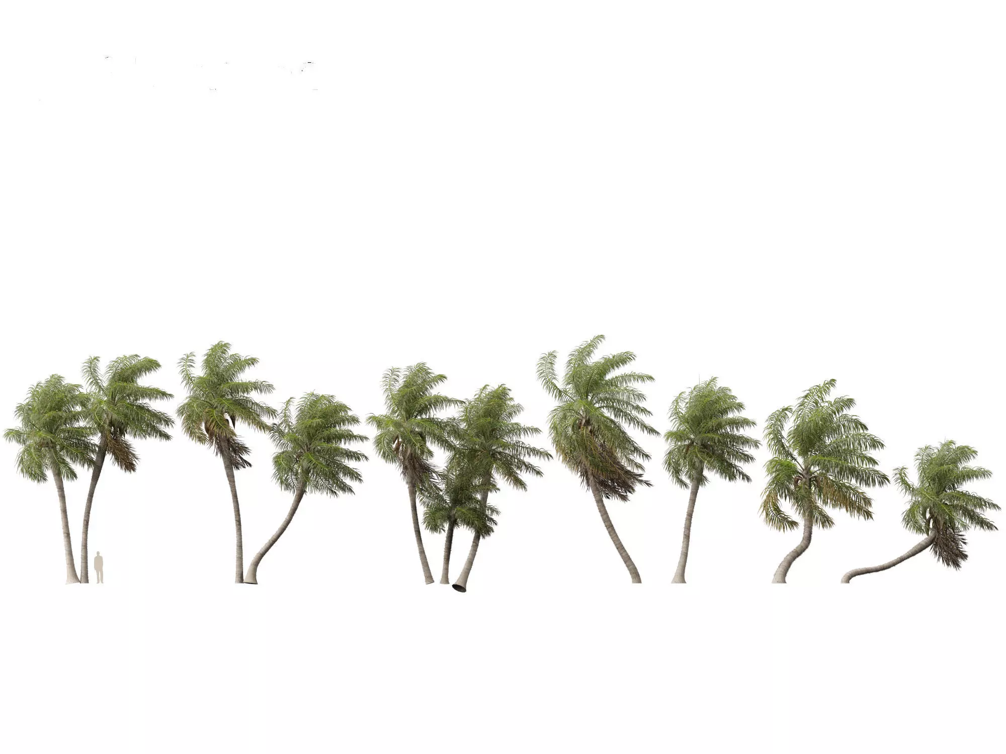 Acrocomia aculeata - Macaw palm 04 3D model