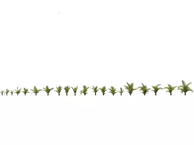 Beccariophoenix alfredii - High plateau coconut palm 01 3D model