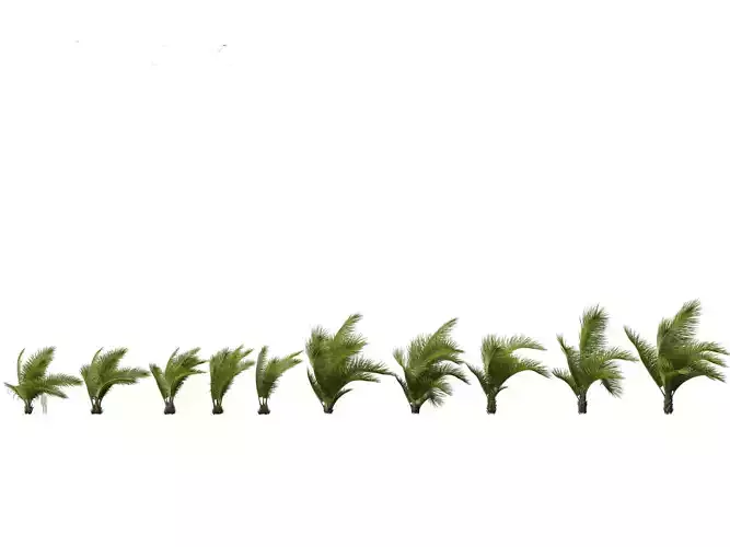 Beccariophoenix alfredii - High plateau coconut palm 02 3D model