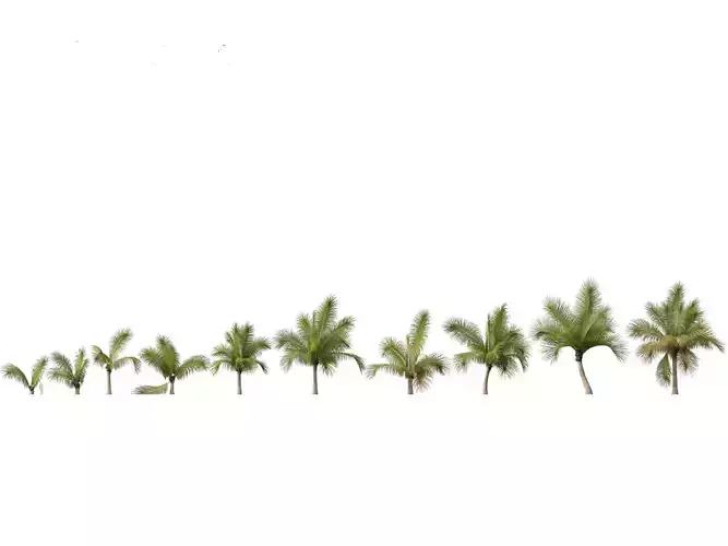 Beccariophoenix alfredii - High plateau coconut palm 03 3D model