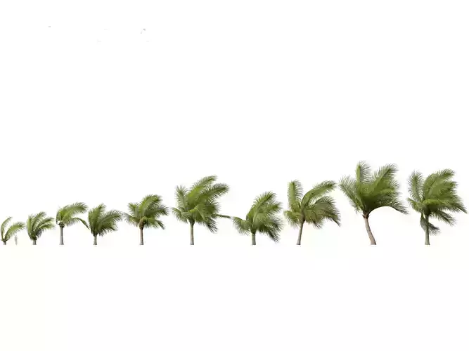 Beccariophoenix alfredii - High plateau coconut palm 04 3D model