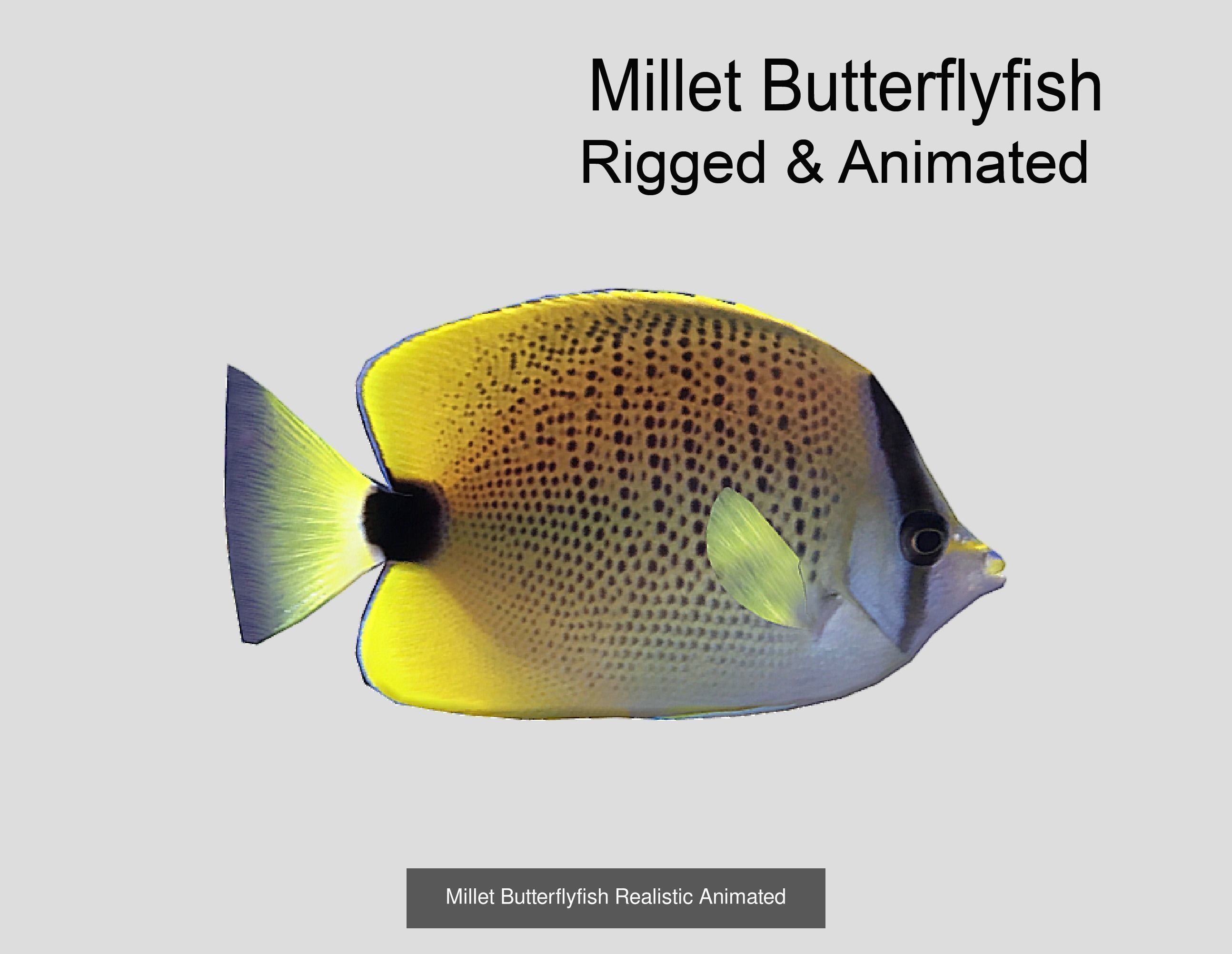 Coral Reef Fish Collection Animated _91
