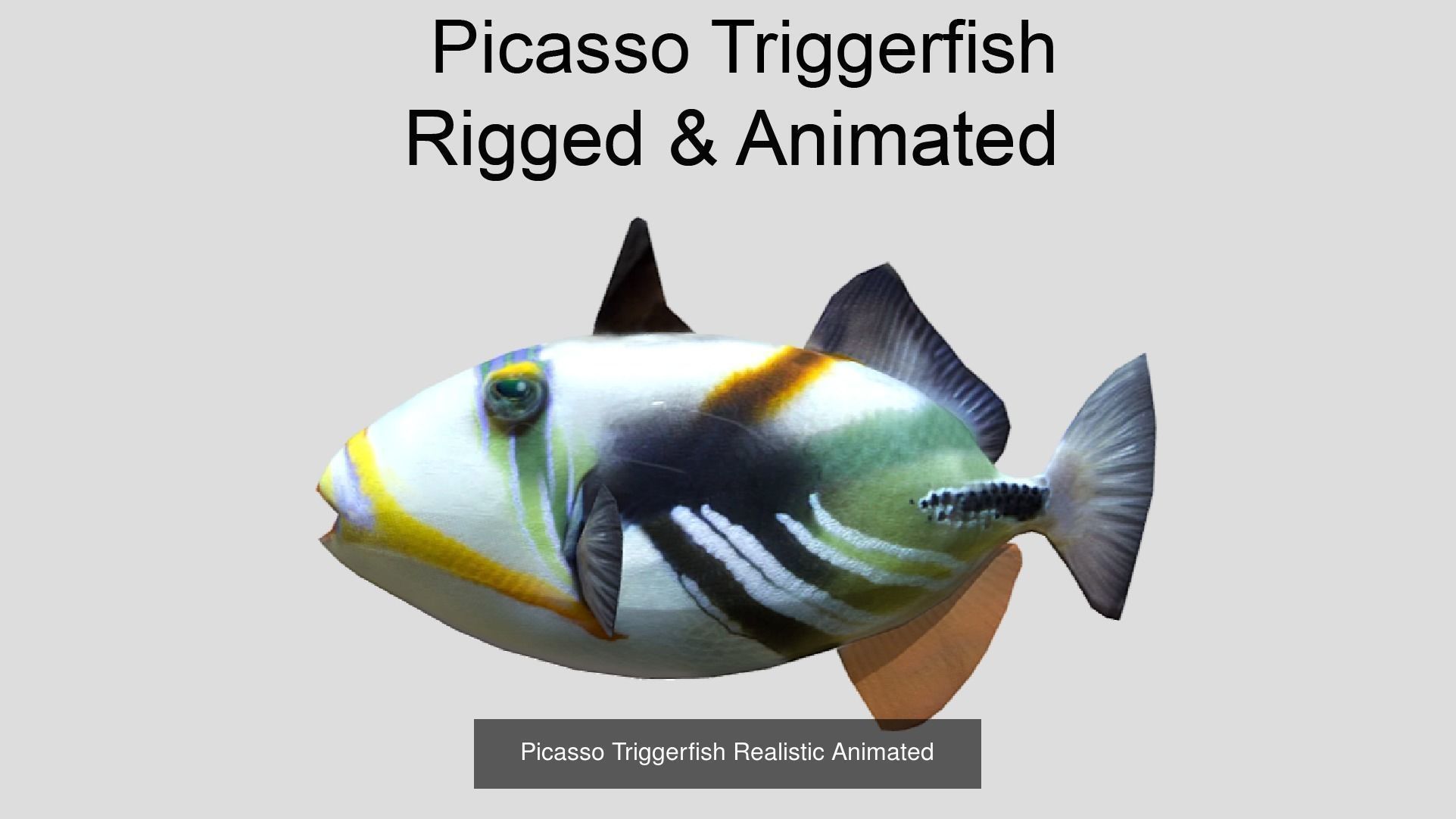 Coral Reef Fish Collection Animated _65