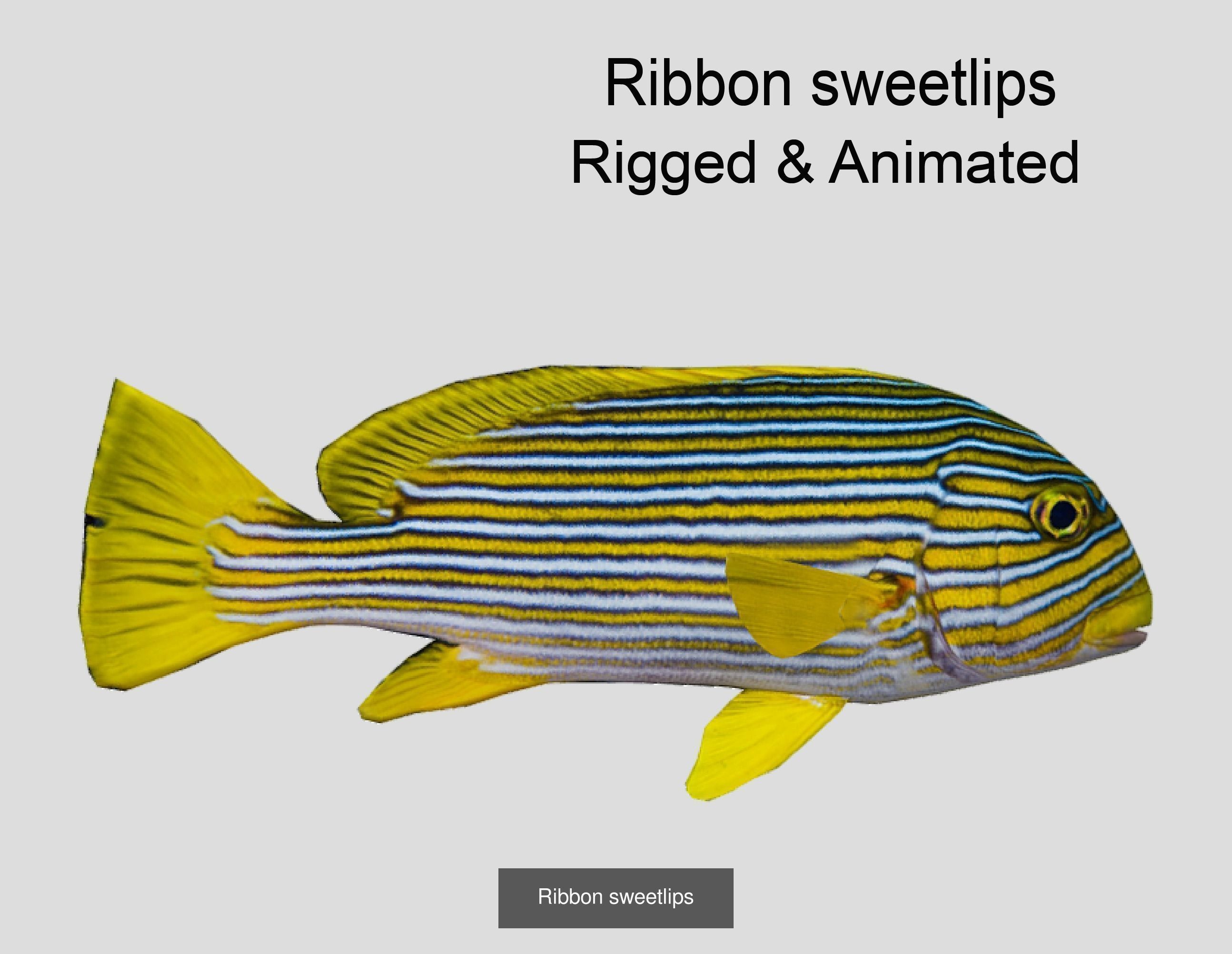 Coral Reef Fish Collection Animated _44