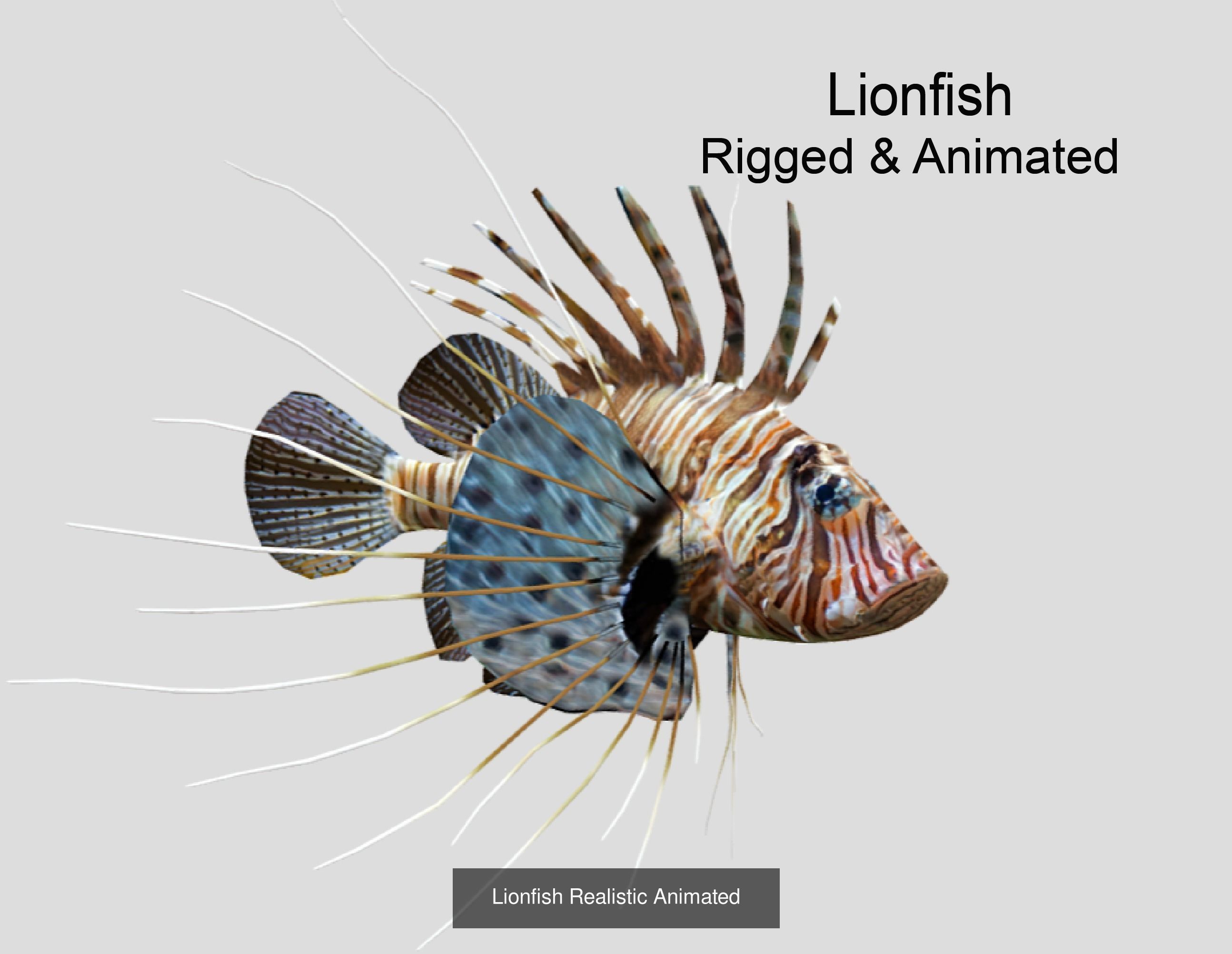 Coral Reef Fish Collection Animated _68