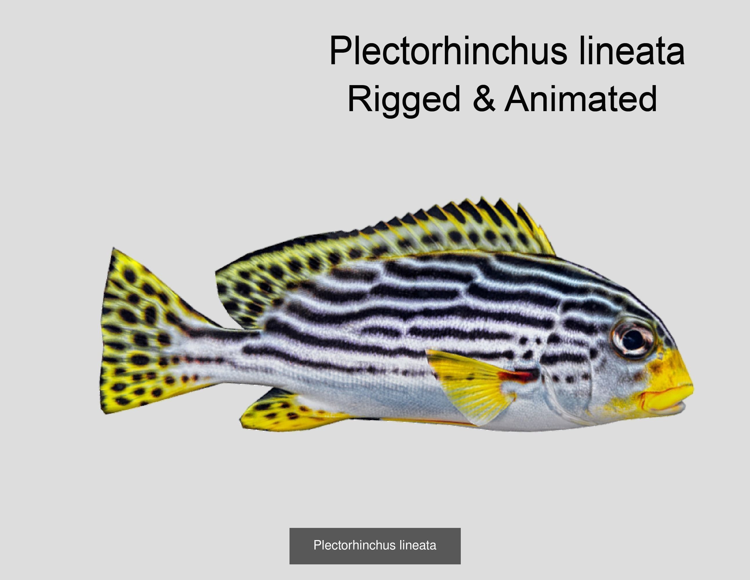Coral Reef Fish Collection Animated _42