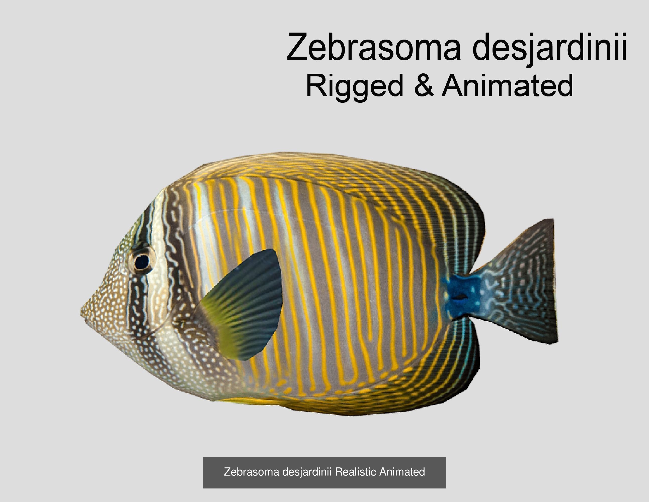 Coral Reef Fish Collection Animated _58