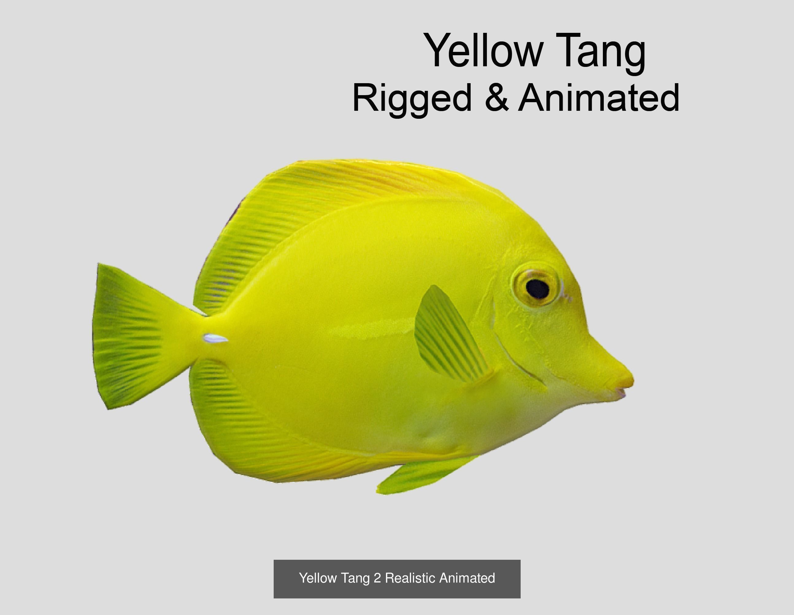 Coral Reef Fish Collection Animated _41