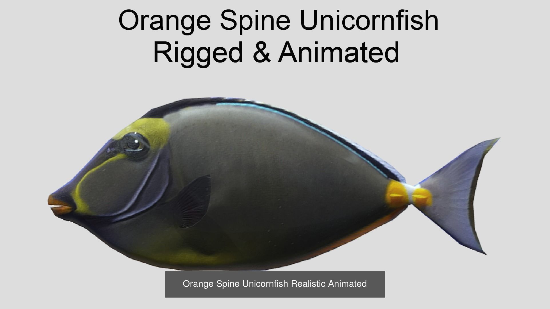 Coral Reef Fish Collection Animated _64