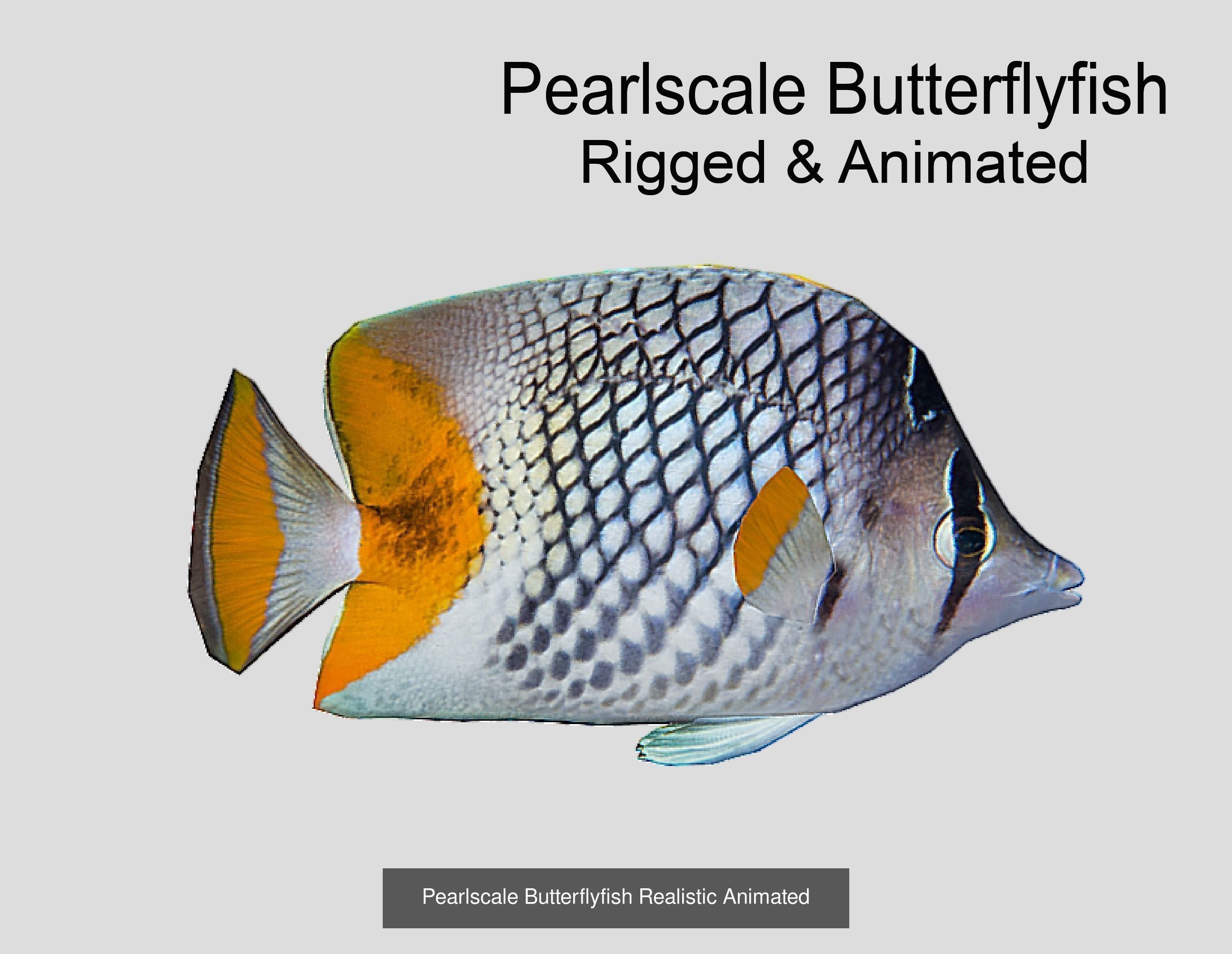 Coral Reef Fish Collection Animated _75