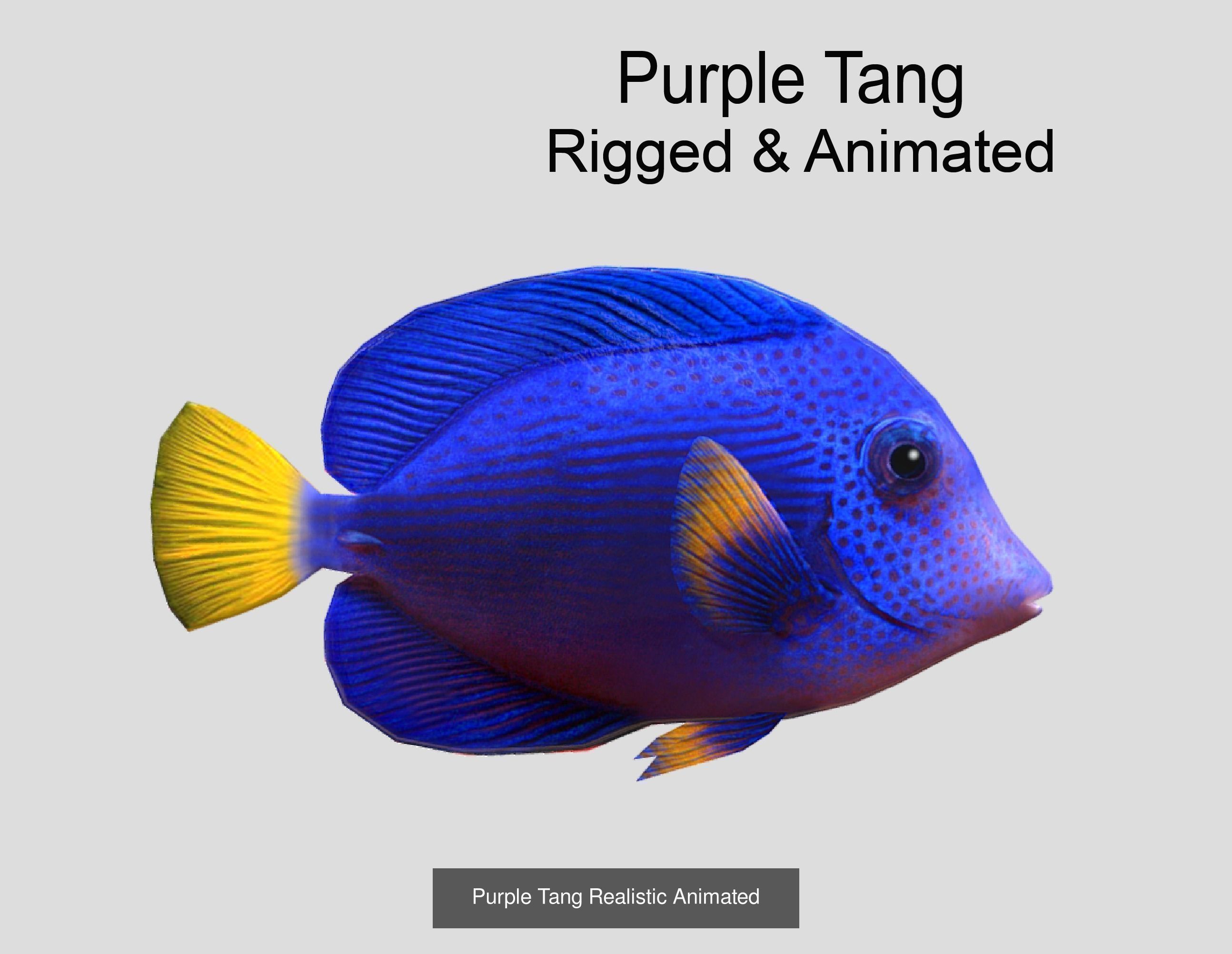 Coral Reef Fish Collection Animated _84