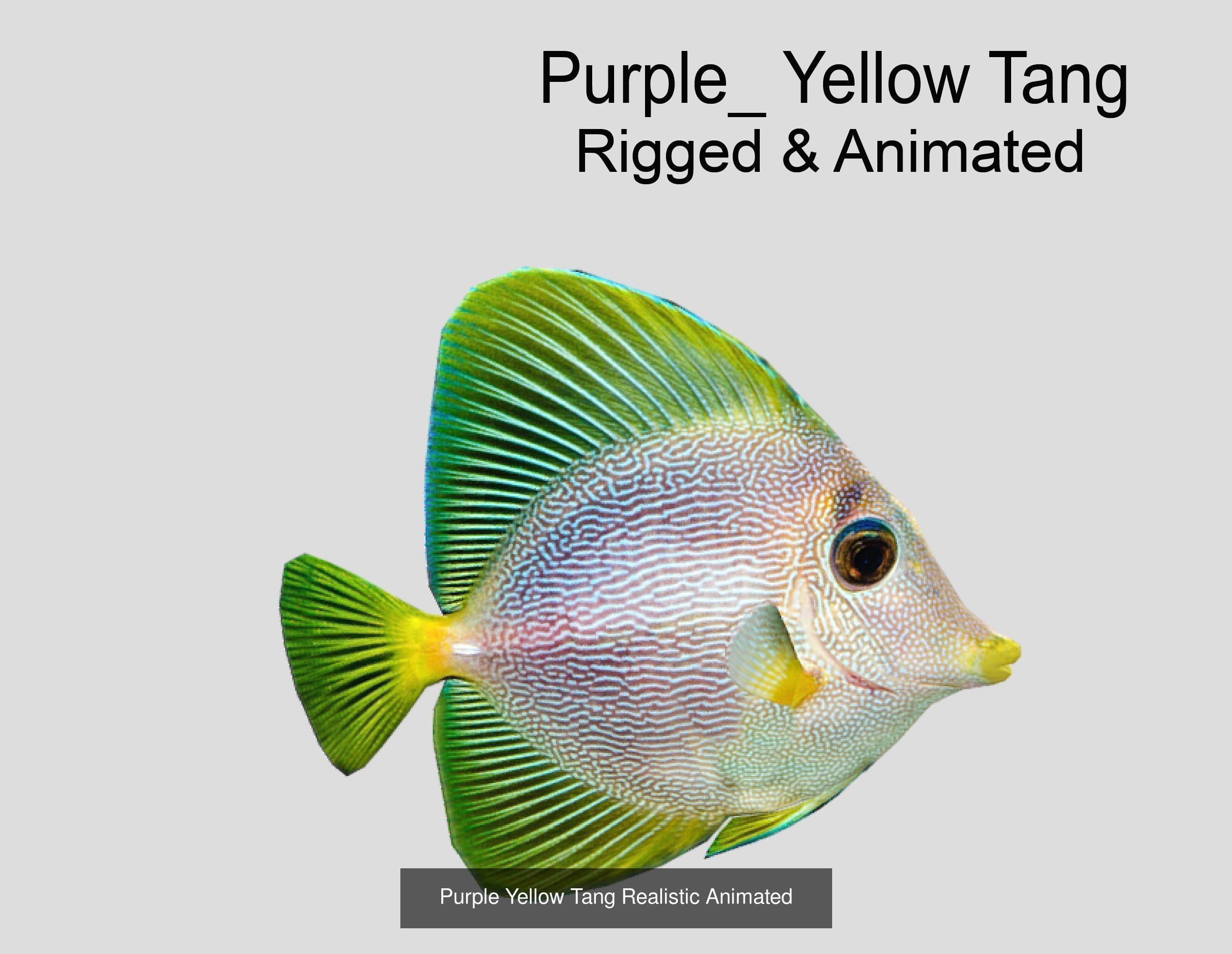 Coral Reef Fish Collection Animated _90