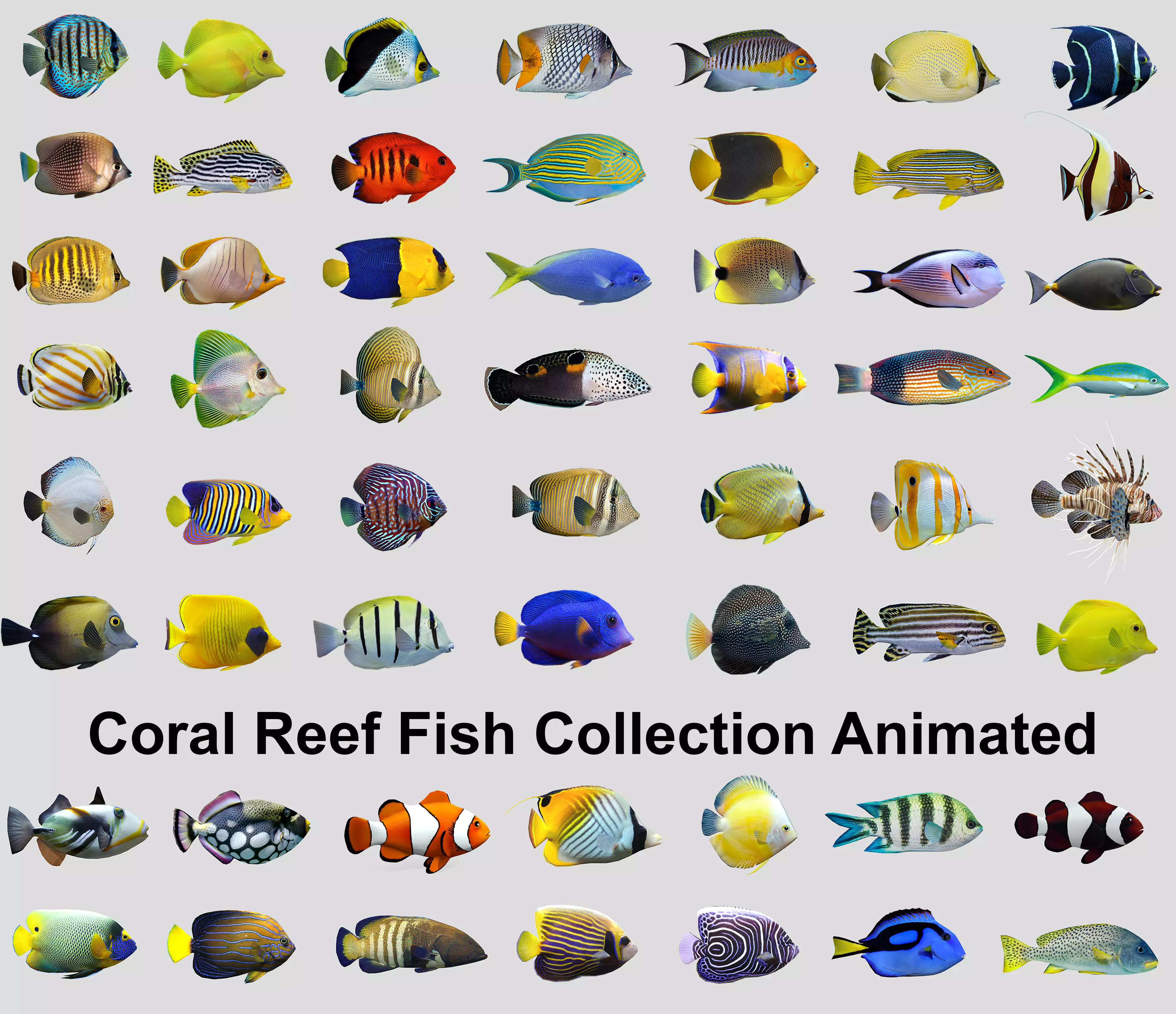 Coral Reef Fish Collection Animated _0