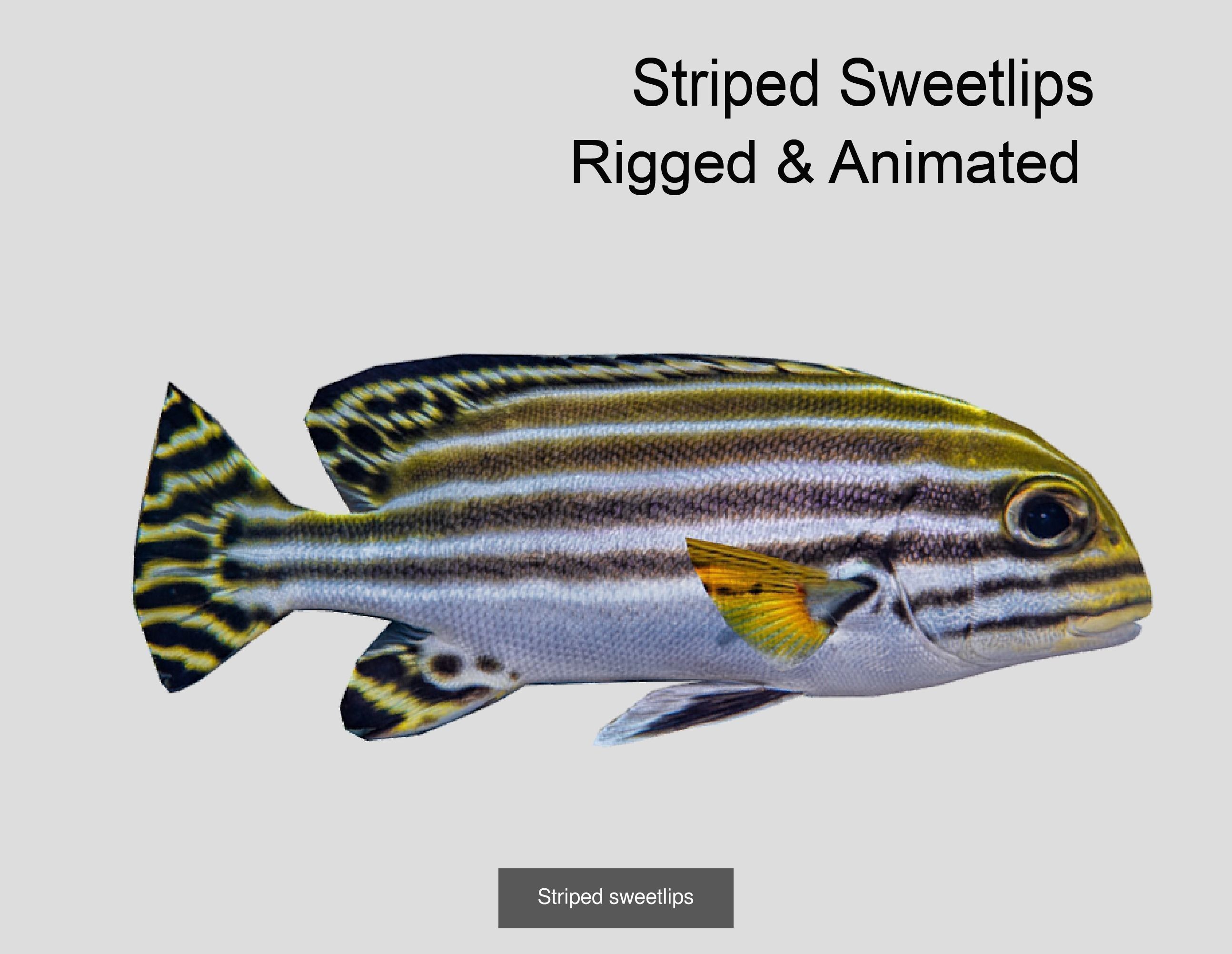 Coral Reef Fish Collection Animated _54