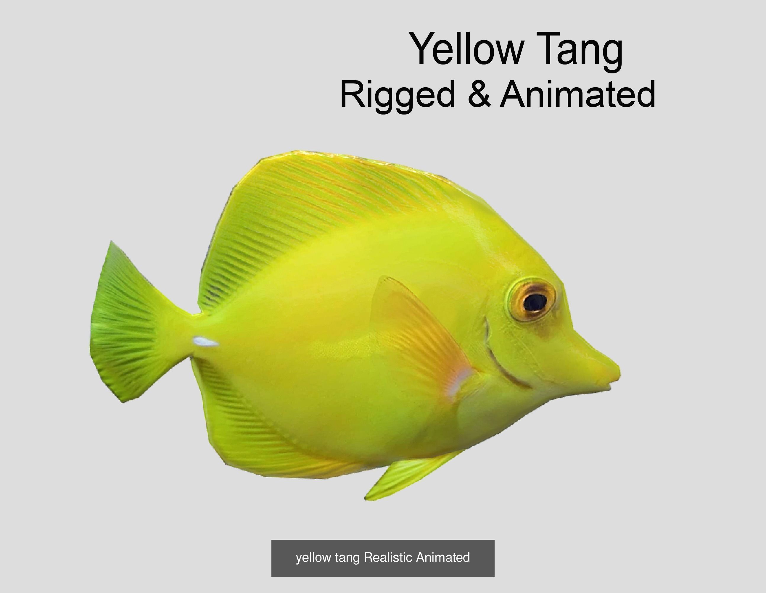 Coral Reef Fish Collection Animated _88