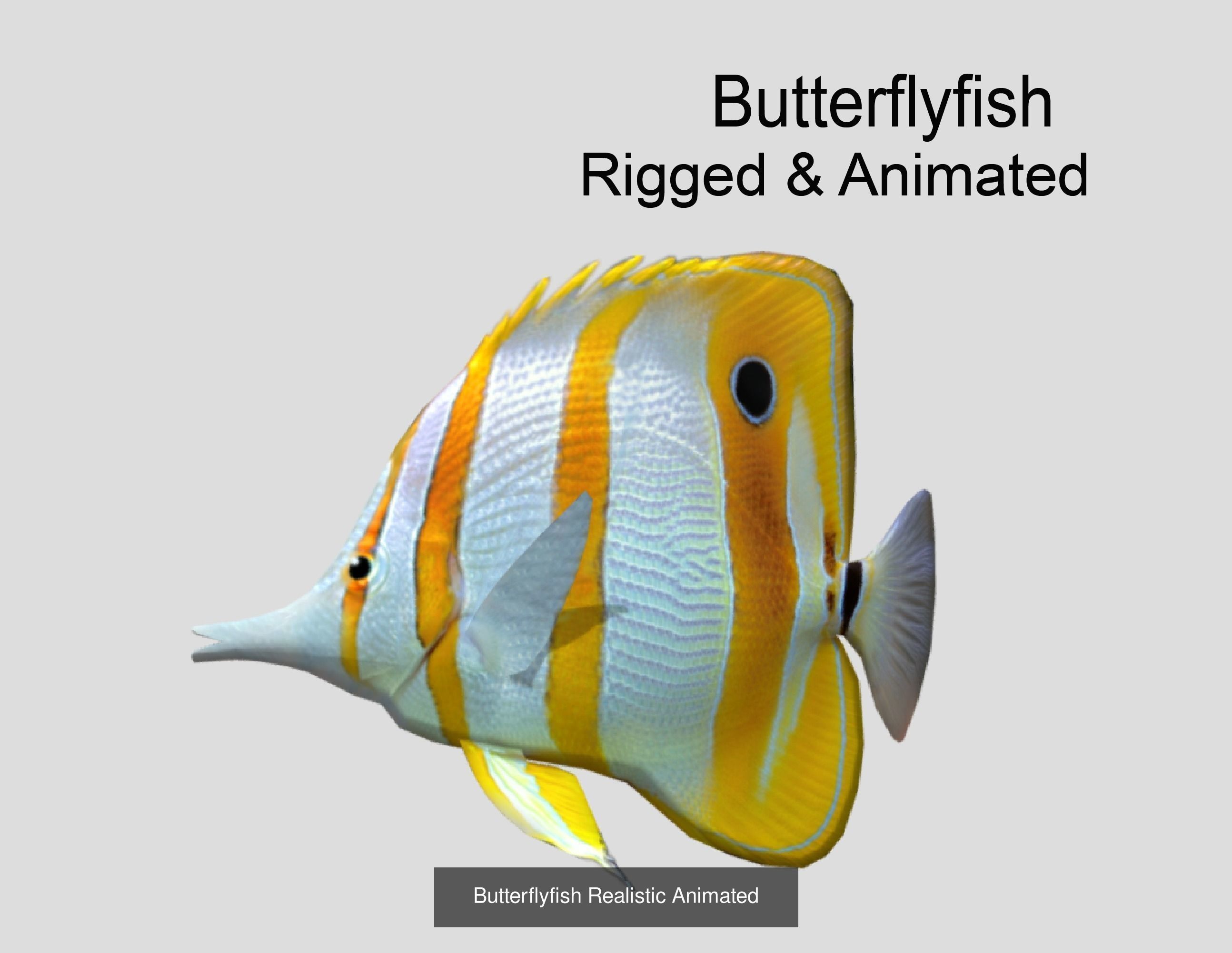 Coral Reef Fish Collection Animated _62