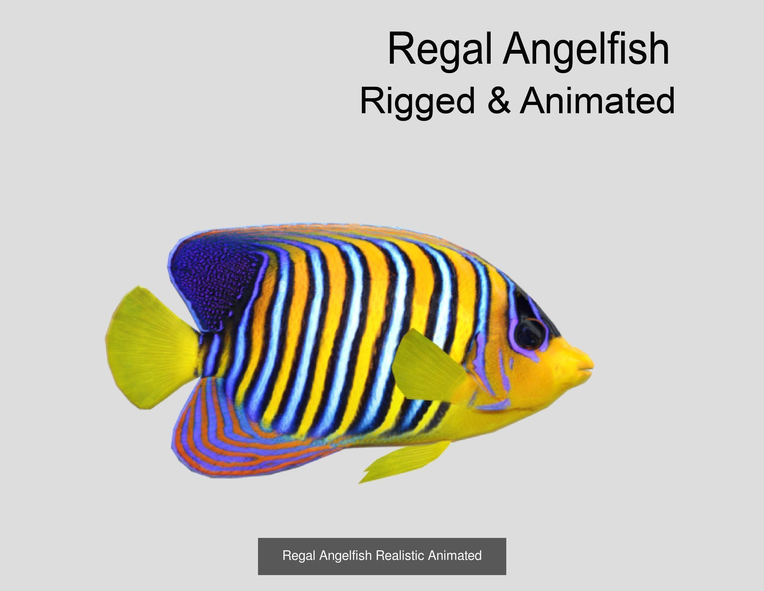 Coral Reef Fish Collection Animated _55