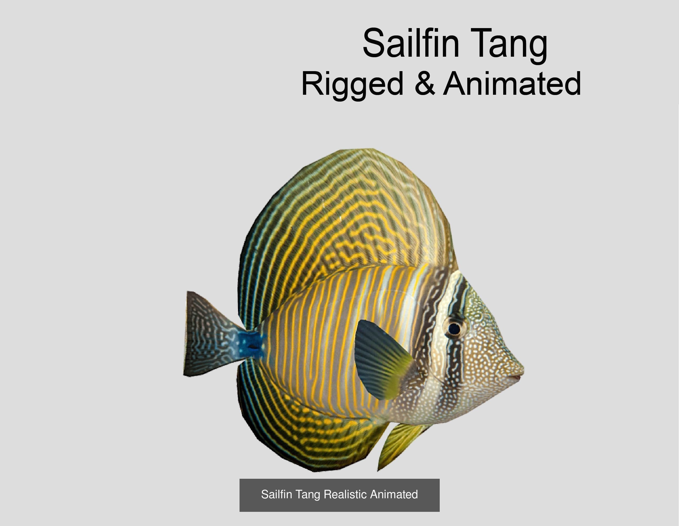 Coral Reef Fish Collection Animated _89