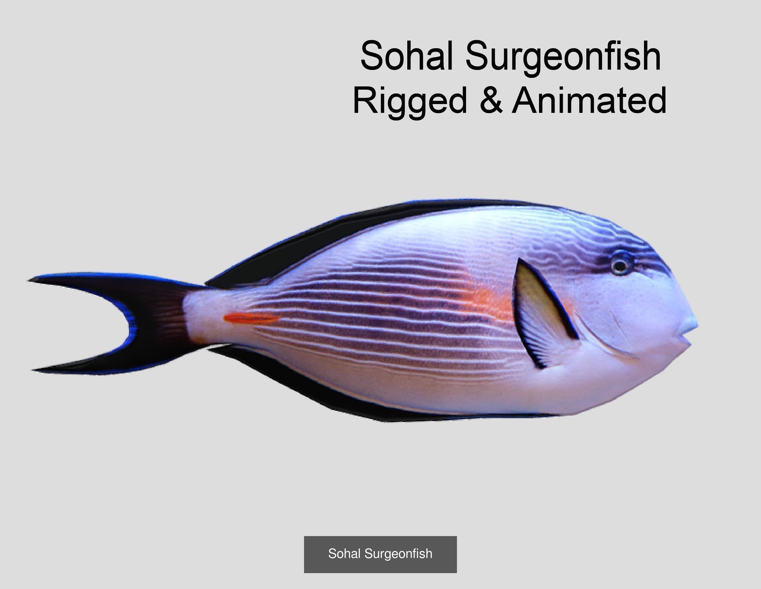 Coral Reef Fish Collection Animated _53