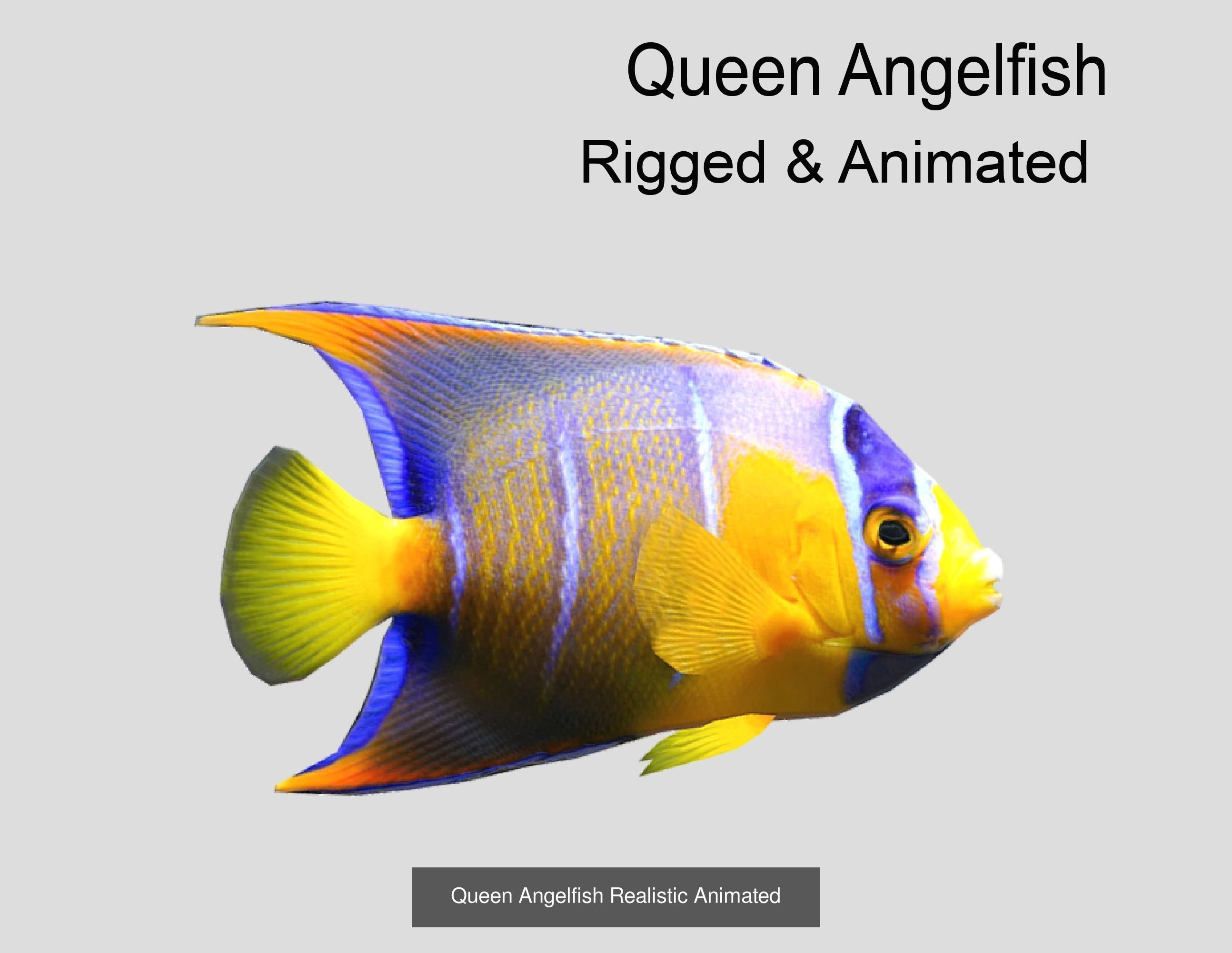 Coral Reef Fish Collection Animated _81