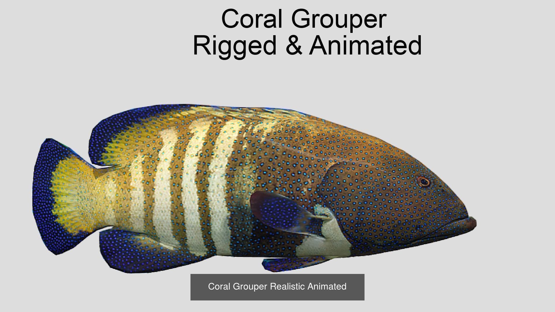 Coral Reef Fish Collection Animated _71