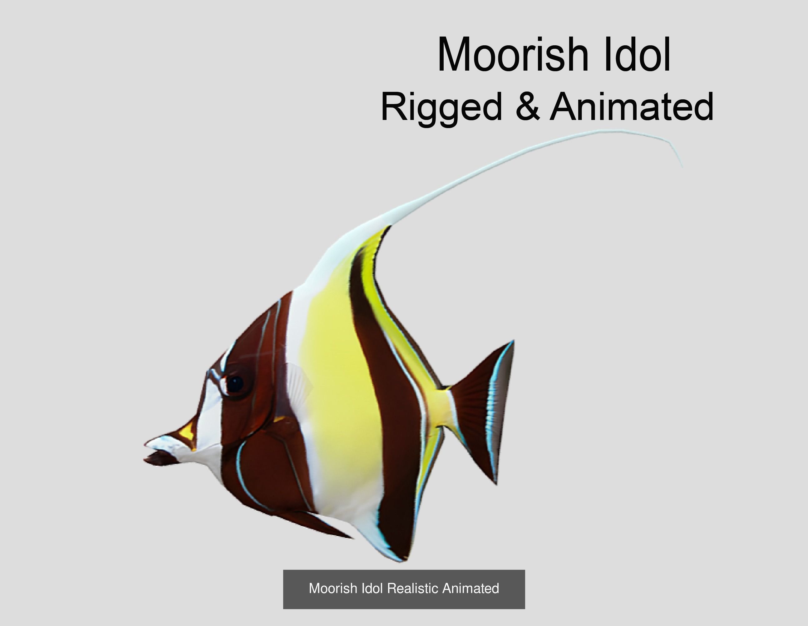 Coral Reef Fish Collection Animated _69