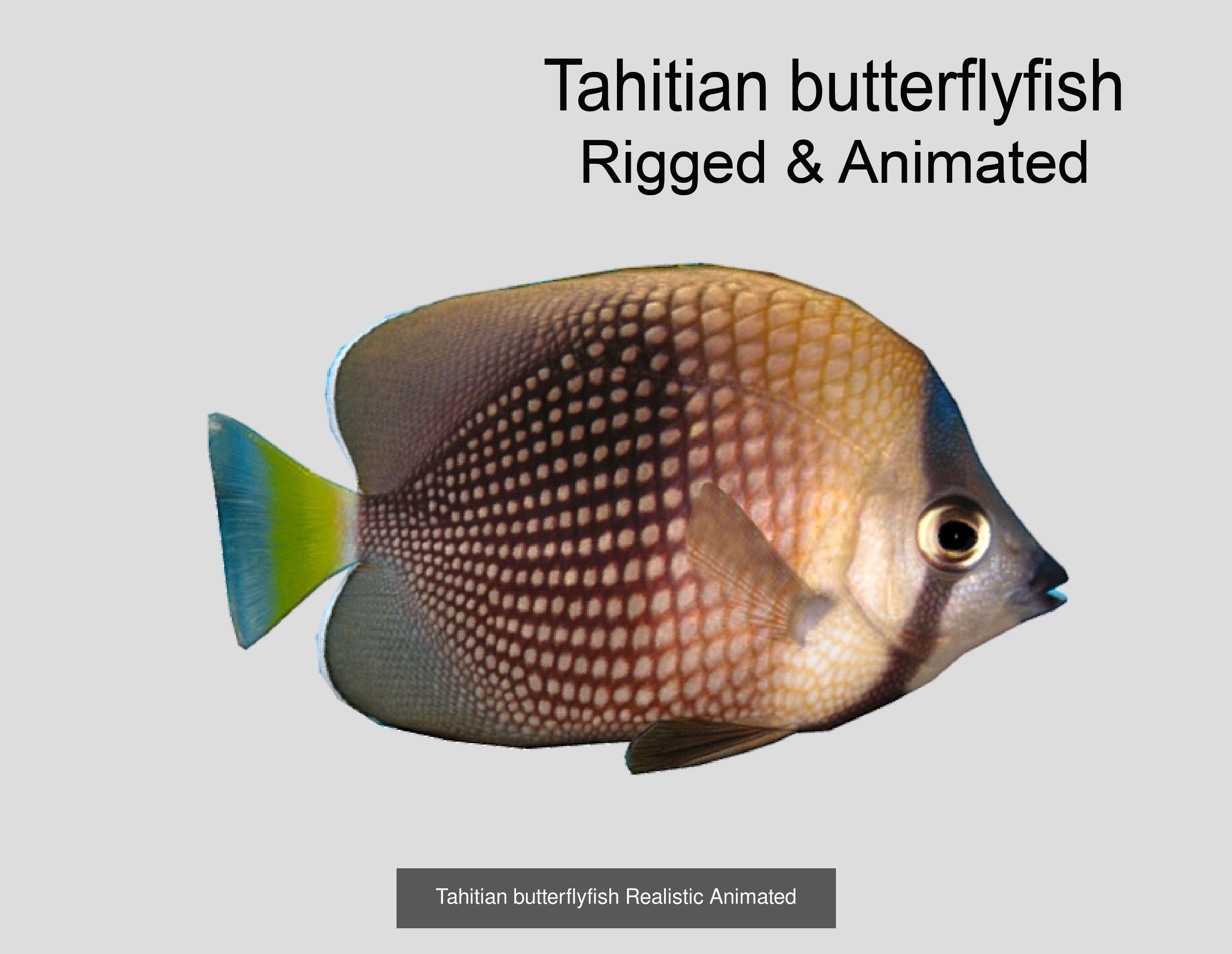 Coral Reef Fish Collection Animated _52